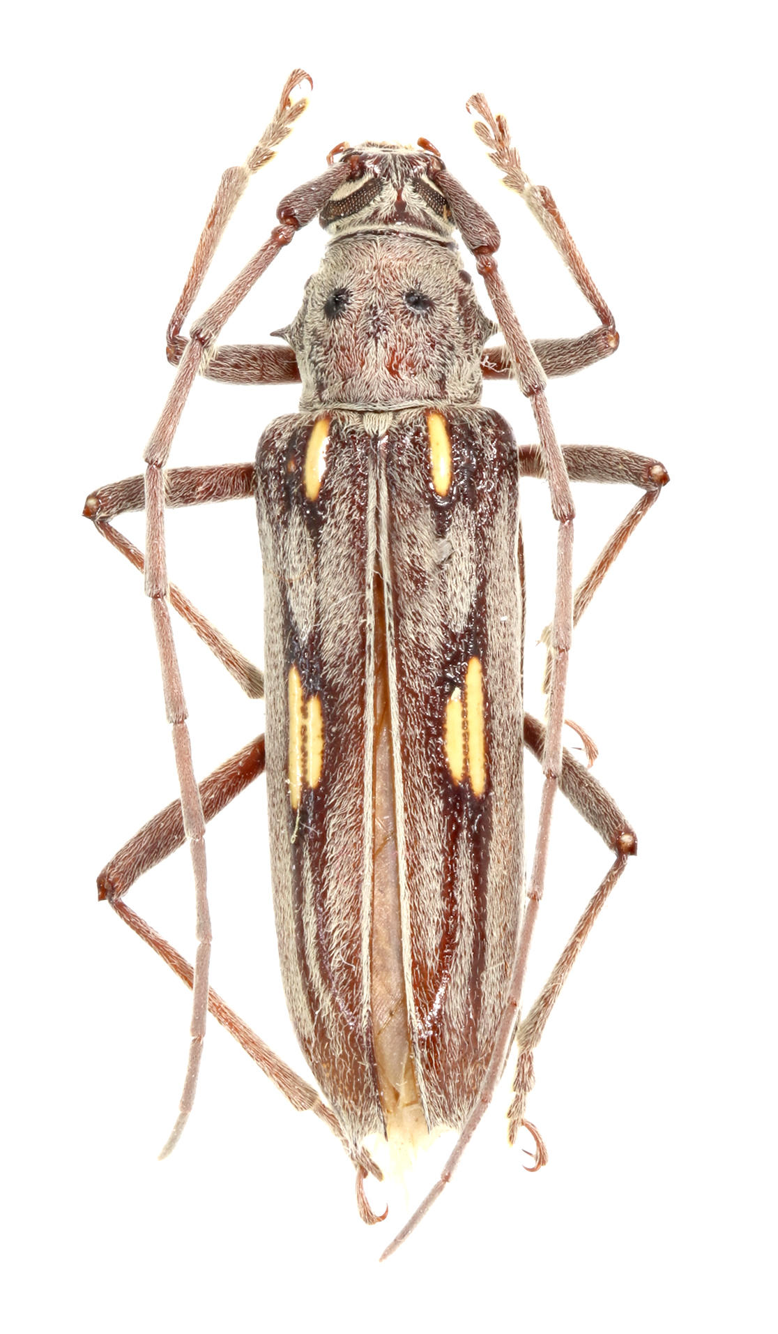 Eburia lanigera Alcedo Volcano, Isabela Island. Specimen housed in the ICCDRS collection (ICCDRS 9310). (Dorsal view) Photo: María Sol Herrera, CDF, 2024.